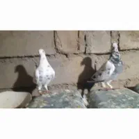 سوسک سبز المانی