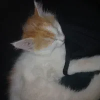 گربه گمشده