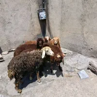۶عدد بره نر و ماده