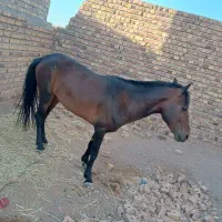 اسب فروشی