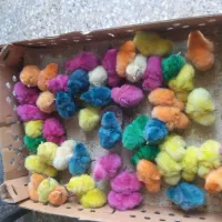 جوجه رنگی واکسن خورده