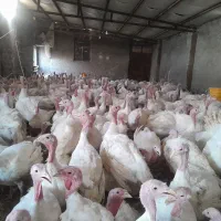 گوشت بوقلمون وبوقلمون زنده