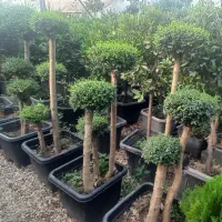 خدمات تخصصی طراحی و نگهداری فضای سبز