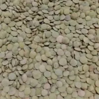 عدس محلی تمیز