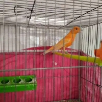 قناری ردفکتور اصل