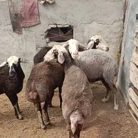 5راس شیشک دودندان جنس بالا قوچ خورده
