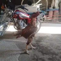 خروس لاری