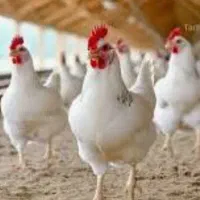 نیروی کار جهت مرغداری در چوکام