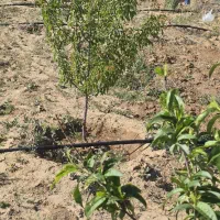 فروش زمین روستایی و باغی