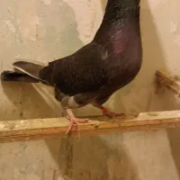 کبوتر دم سبز و ابلغ