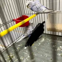 جوجه مرغ عشق پروانه ای