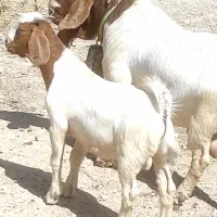 حیوان نر بوئر از پازن