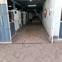 به چند کارگر وارد به کار اسب نیازمندیم