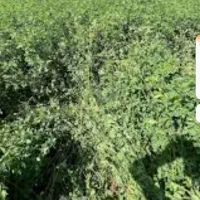 فروش یونجه منطقه خوزستان