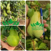 نهال گلابی آبت فتال پیوندی