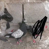سین سیاه