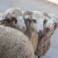 بره نر بزرگ چاق کمر پر گوشت حدودهریکی 25کیلوداره