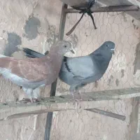 کفتر جوجه سبز و سرخ پرشی