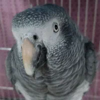 عروس هلندی آلبینو و لوتینو و انواع پرنده