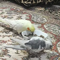 عروس هلندی