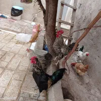 خروس مرغ گلین محلی