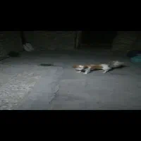 سگ پاپی