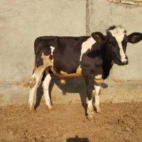 گوساله نر
