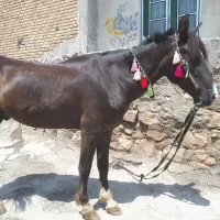 اسب یوخته آرام وبی صدا