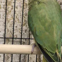 ملنگو سرلاکی نزدیک به دون خوردن