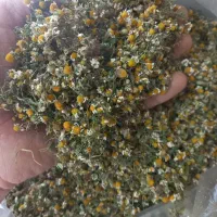 گل بابونه شیرازی لوکس شیرین درجه ۱