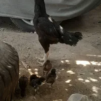 مرغ جوجه