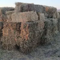 گیاه پرس شده برا دام