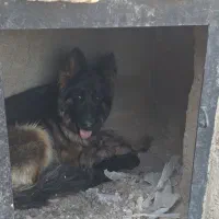 سگ ژرمن