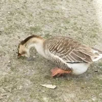 قو غاز