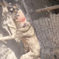 سگ پژدر