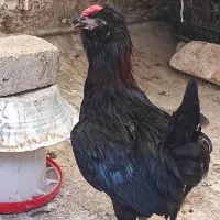 خروس سیاه گلین