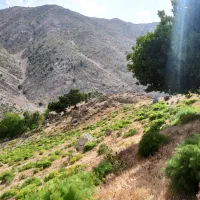 جاشیر کوهی مناسب برای دام