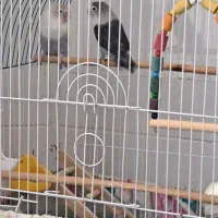 یک جفت طوطی برزیلی رنگ خاص(ابرو بادی)