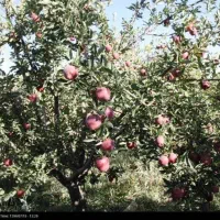 اجاره باغ سیب و گردو