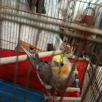 جفت عروس هلندی