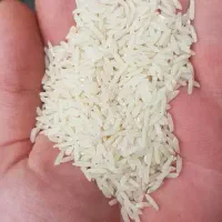 برنج طارم هاشمی کشت دوم زعفرانی شیره دار