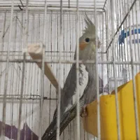 عروس هلندی سینامون