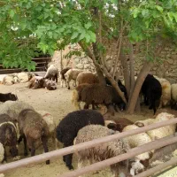 ۶۰۰ هزار گوسفند