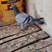 کبوتر