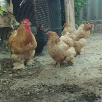مرغ و خروس