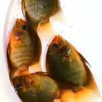 ماهی سورم