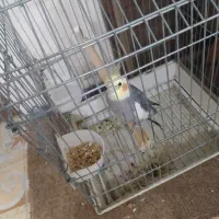 عروس هلندی