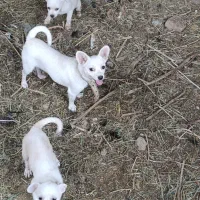 سگ پا کوتاه