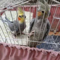 عروس هلندی تخم گذار