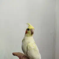عروس هلندی سالم و میزون